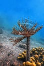 Tubeworm underwater Sabella spallanzaniiÃÂ Sea Life